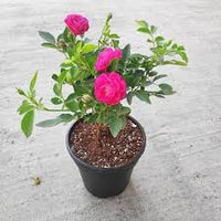 Miniature Rose Button Rose  Plant
