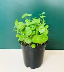 Pennywort Plant