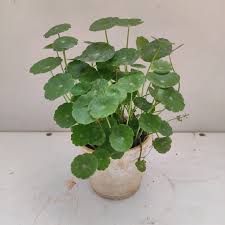 Pennywort Plant