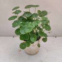 Pennywort Plant