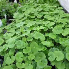 Pennywort Plant