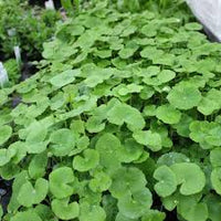 Pennywort Plant