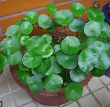 Pennywort Plant