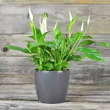 Piece Lilly Plant