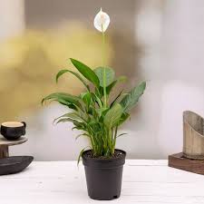 Piece Lilly Plant