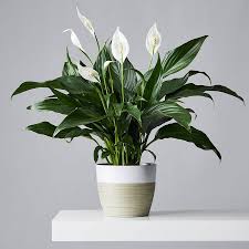 Piece Lilly Plant