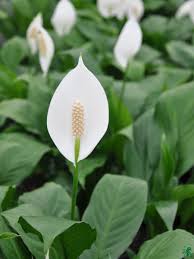 Piece Lilly Plant