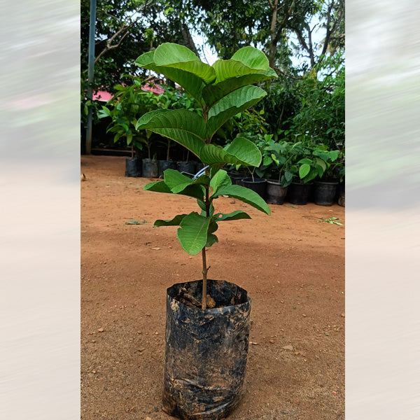 Crimson Red Diamond Japan Guava (Perakka) Live Plant – Rare Exotic Fruit Tree for Home Garden & Farm Cultivation