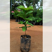 Crimson Red Diamond Japan Guava (Perakka) Live Plant – Rare Exotic Fruit Tree for Home Garden & Farm Cultivation