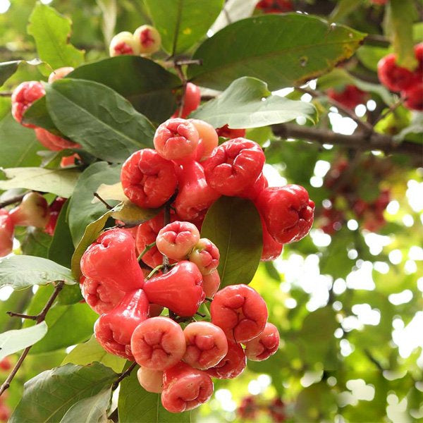 Wax Apple (Chamba) Fruit Plant – Hybrid Variety for Early Fruiting