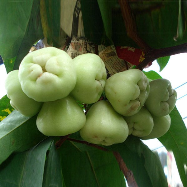 Wax Apple (Chamba) Fruit Plant – Hybrid Variety for Early Fruiting