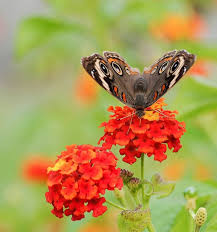 West Indian Lantana plant-multi color