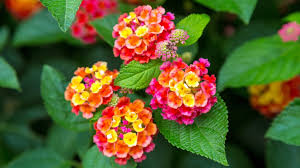 West Indian Lantana plant-multi color