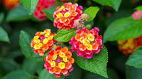 West Indian Lantana plant-multi color