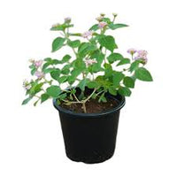 West Indian Lantana plant-multi color