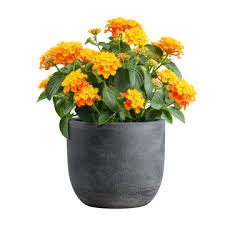 West Indian Lantana plant-multi color