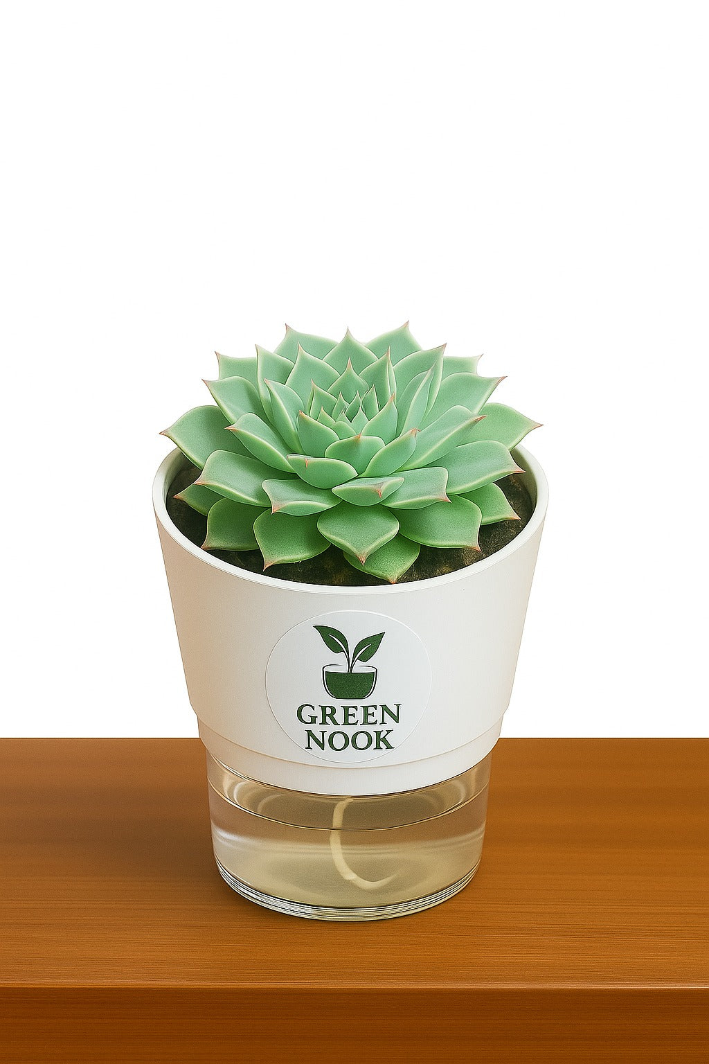 original Lakshmi Kamal indoor plant with self watering pot vasthu plant.