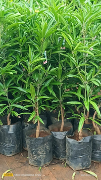 Hybrid mango tree 2 -3 feet Lowest price guarantee