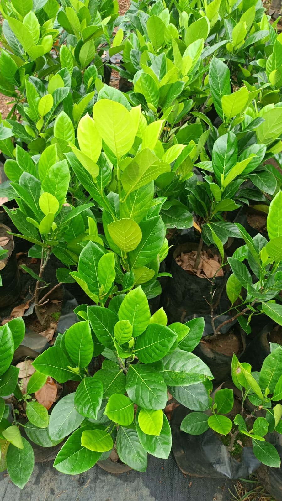 Vietnam early Jackfruit 533 plant size 2 to 3 feet.