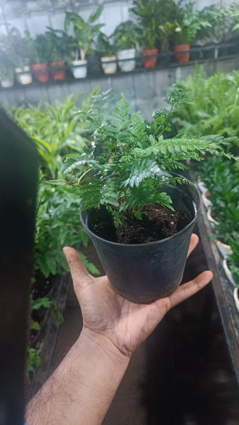 Araucaria plant live air purifying indoor plant with self watering pot