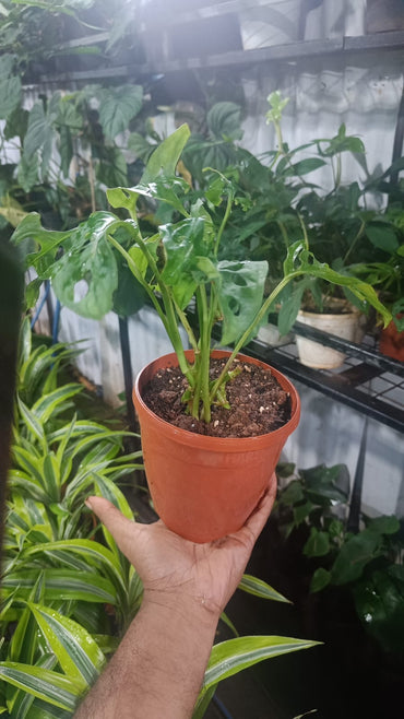 Philodendron Broken Heart live indoor plant with self watering pot.