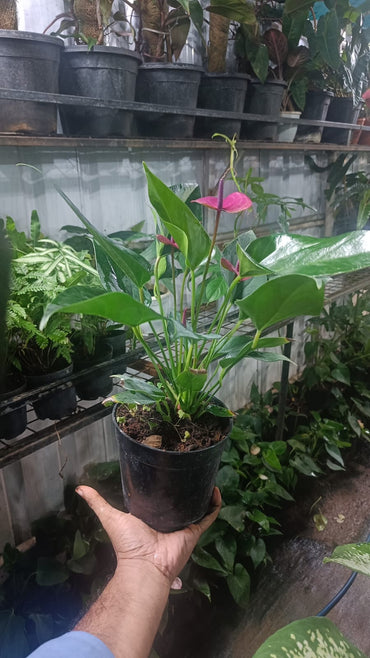 Anthurium Red plant flamingo flower plant live air purifying indoor plant with self watering pot.