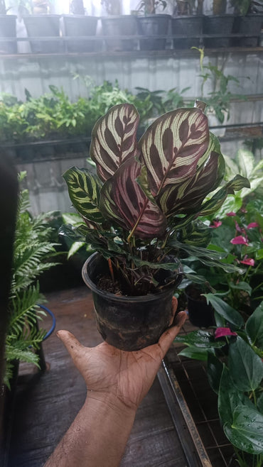 Calathea Peacock Makoyana plant live air  purifying indoor plant with self watering pot.