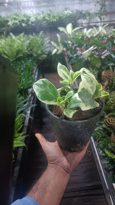Peperomia Variegated plant live air purifying indoor plant with self watering pot.