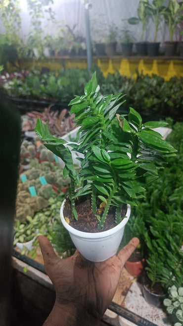 Zamioculas Zamiifolia plant live air  purifying indoor plant with self watering pot.