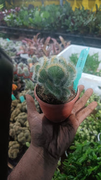Cactus plants live air  purifying indoor plant with self watering pot.