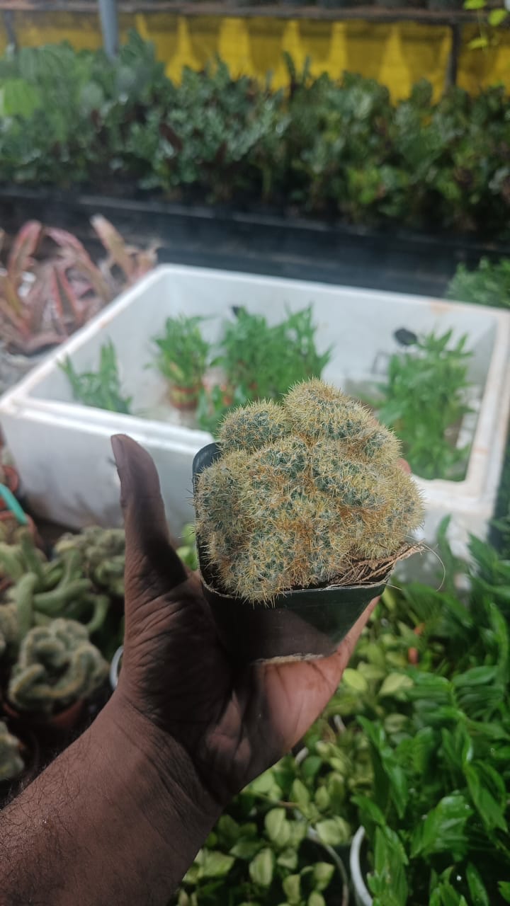 Cactus plants live air  purifying indoor plant with self watering pot.