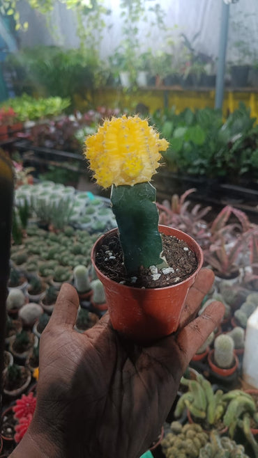 moon cactus plant live indoor plant with self watering pot.