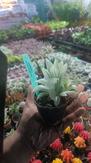 Haworthia retusa plant live indoor plant with self watering pot.