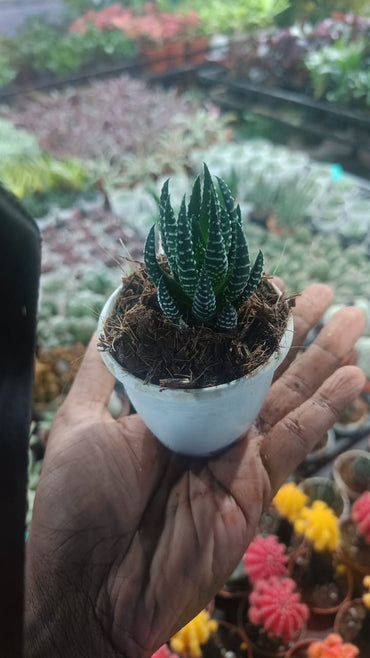 Zebra Haworthia succulent plant live indoor plant with self watering pot.