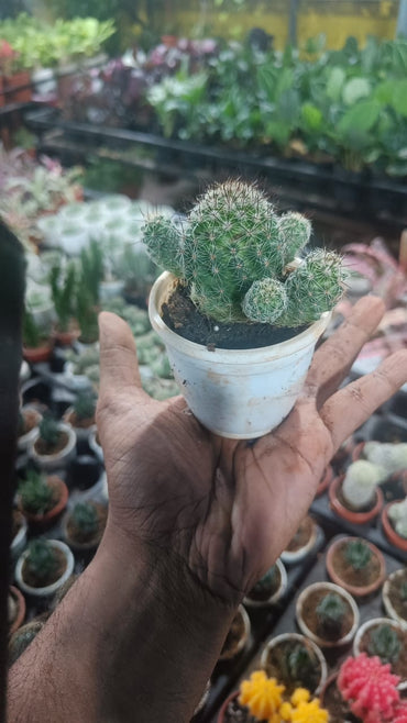 Noto Cactus rutilant plant live indoor plant with self watering pot.