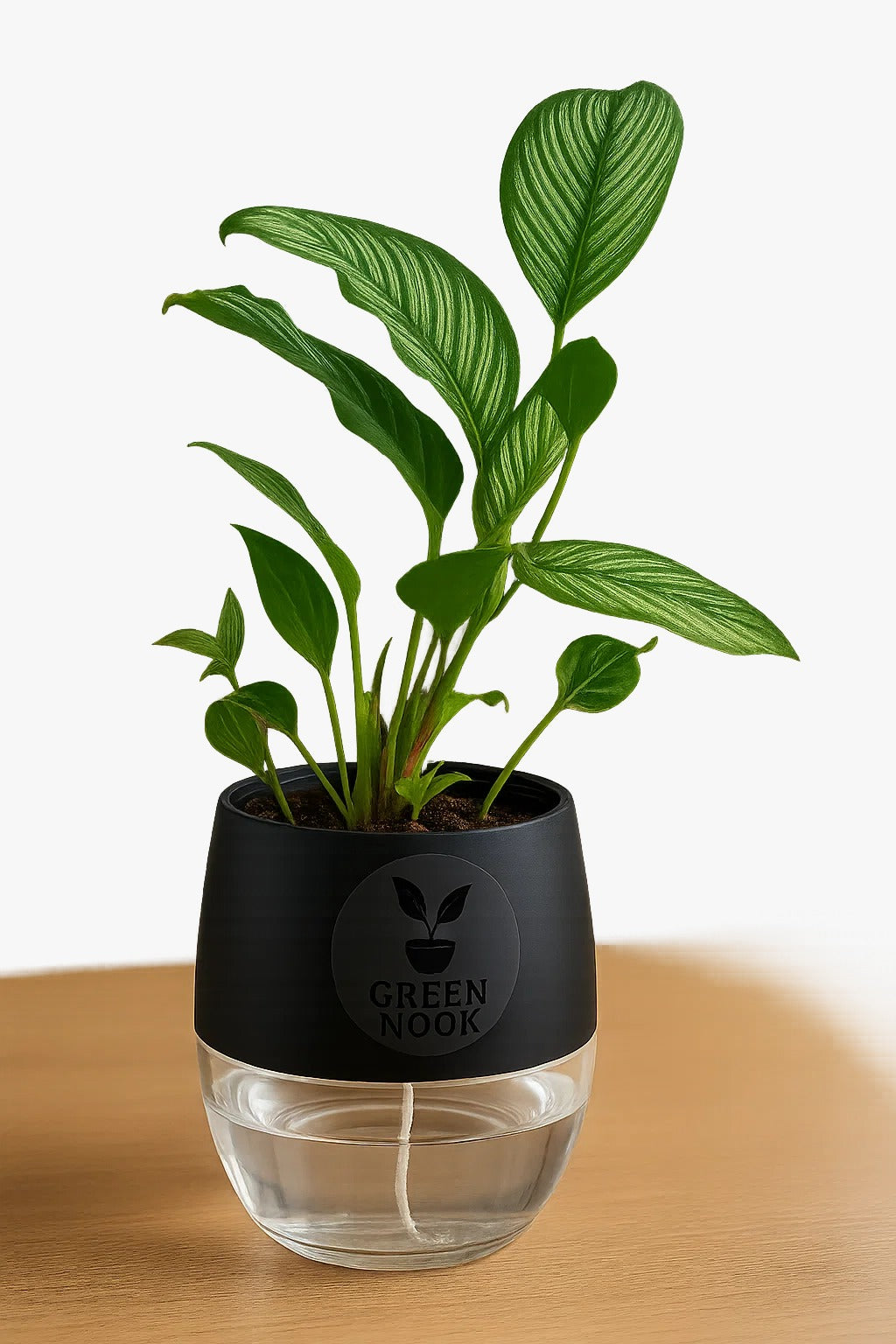 Pin stripe Calathea Vittate | Calathea Elliptica rare natural live indoor plant with self watering pot.