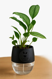 Pin stripe Calathea Vittate | Calathea Elliptica rare natural live indoor plant with self watering pot.