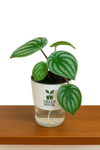 Peperomia Watermelon live indoor plant with self watering pot.