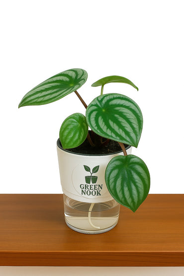 Peperomia Watermelon live indoor plant with self watering pot.