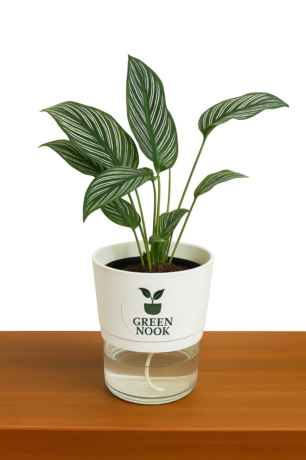 Pin stripe Calathea Vittate | Calathea Elliptica rare natural live indoor plant with self watering pot.