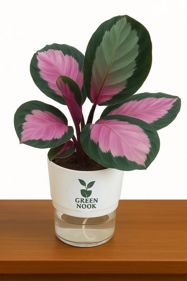 The paradise calathea roseopicta "Rosy' live indoor house hold plant with self watering pot.