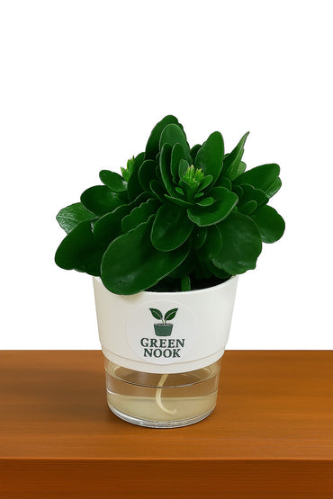 Bear Paw Kalanchoe Succulent Crassula natural live indoor plant with self watering pot.