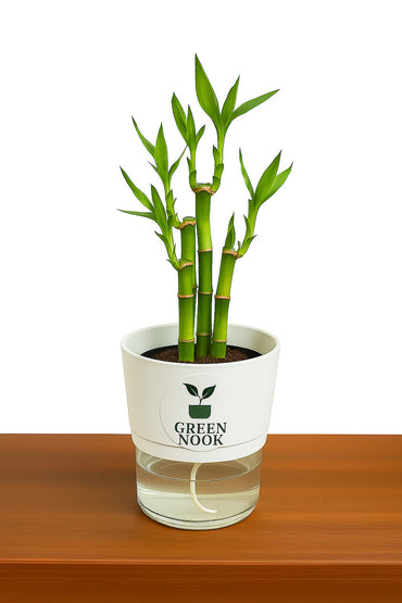 Lucky bamboo Plant with self watering pot.
