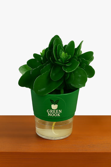 Bear Paw Kalanchoe Succulent Crassula natural live indoor plant with self watering pot.