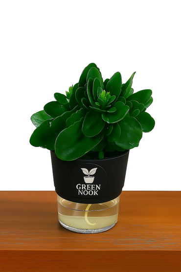Bear Paw Kalanchoe Succulent Crassula natural live indoor plant with self watering pot.