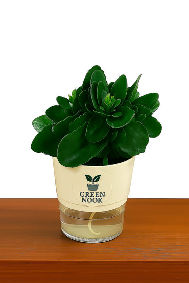 Bear Paw Kalanchoe Succulent Crassula natural live indoor plant with self watering pot.