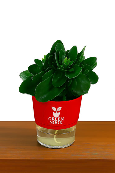 Bear Paw Kalanchoe Succulent Crassula natural live indoor plant with self watering pot.