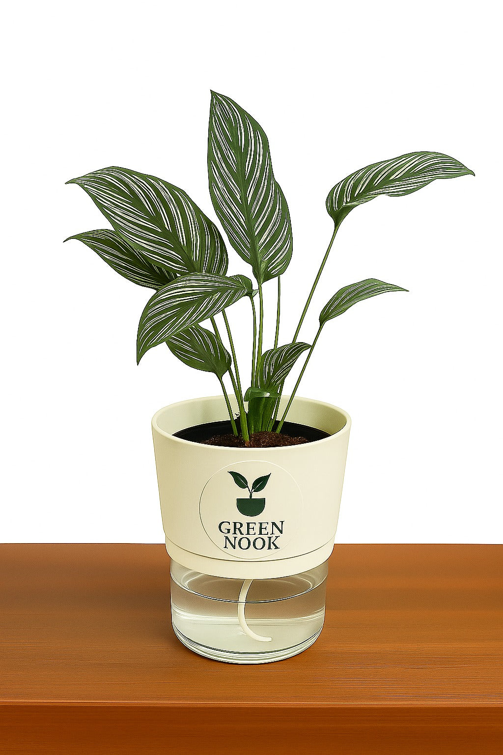 Pin stripe Calathea Vittate | Calathea Elliptica rare natural live indoor plant with self watering pot.