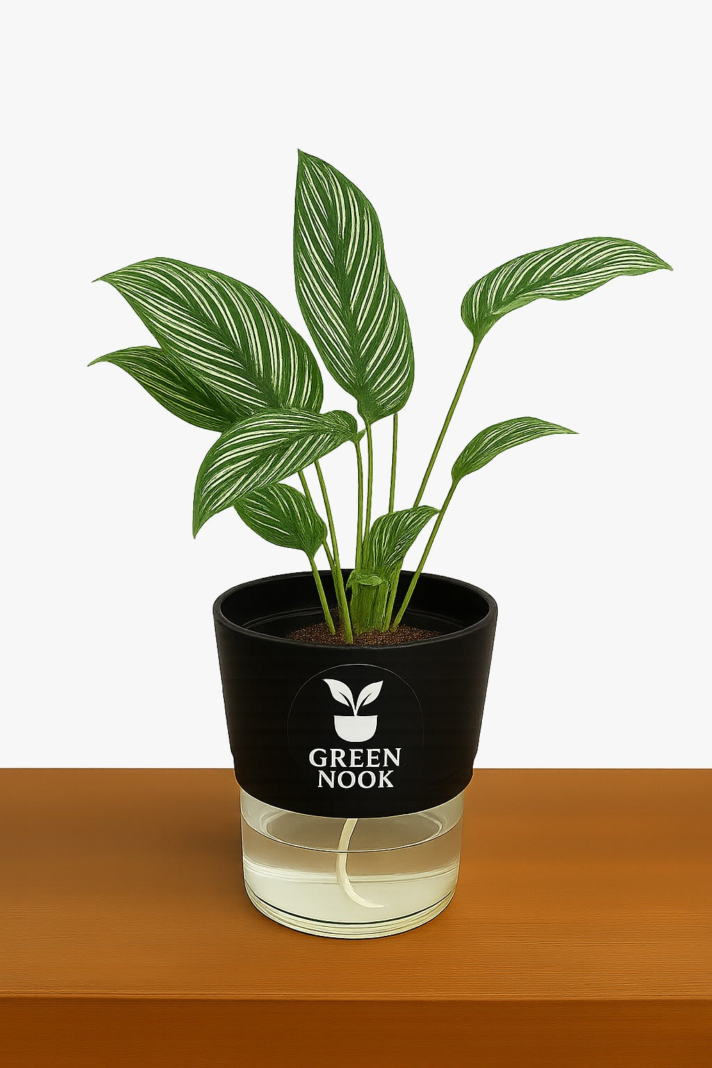 Pin stripe Calathea Vittate | Calathea Elliptica rare natural live indoor plant with self watering pot.