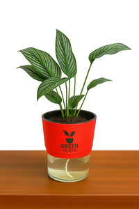 Pin stripe Calathea Vittate | Calathea Elliptica rare natural live indoor plant with self watering pot.